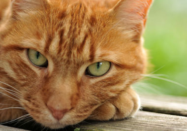 Tiere PR-Agentur, Tiere Werbeagentur: PR-Agentur & Werbeagentur PR4YOU: Tiere: Tiere-PR: PR Agentur Tiere: internationale PR-Agentur Tiere, Public Relations Agentur Tiere, Presseagentur Tiere, Werbeagentur Tiere: PR, Public Relations, Online-PR, Social Media, Werbung für Tiere